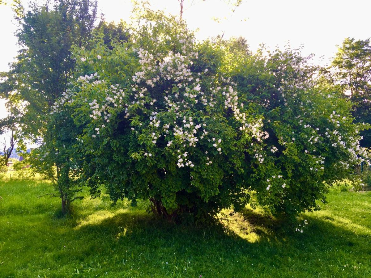 Naturforsthaus Gartenblick Fuer Hunde - Und Naturverbundene Menschen Preitenegg Екстер'єр фото